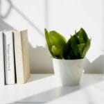 Biurko z książkami, rośliną doniczkową i szklaną butelką wody w słońcu