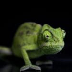 Zbliżenie zielonego kameleona z wyraźnie widoczną fakturą skóry i okiem